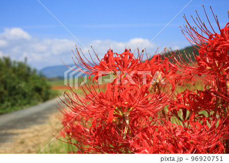愛媛県内子町　小田川河川敷の彼岸花 96920751