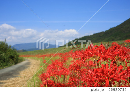 愛媛県内子町　小田川河川敷の彼岸花 96920753