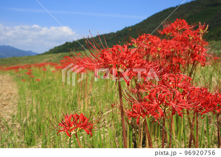 愛媛県内子町　小田川河川敷の彼岸花 96920756