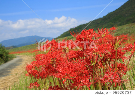 愛媛県内子町 小田川河川敷の彼岸花 愛媛県内子町 小田川河川敷の彼岸花 96920757