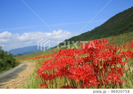 愛媛県内子町　小田川河川敷の彼岸花 96920758