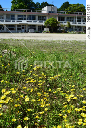 小学校とオオジシバリ 小学校とオオジシバリ 96921436