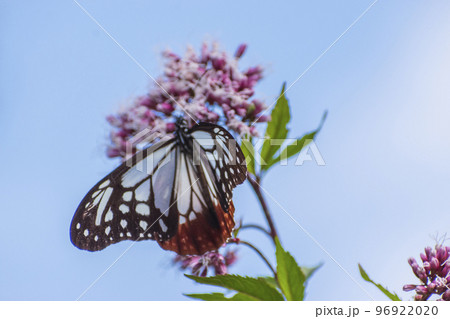 旅する蝶 アサギマダラ 旅する蝶 アサギマダラ 96922020