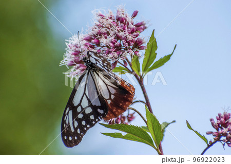 旅する蝶 アサギマダラ 旅する蝶 アサギマダラ 96922023
