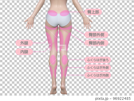 想要減肥的女人下半身飲食治療部位圖解 想要減肥的女人下半身飲食治療部位圖解 96922485
