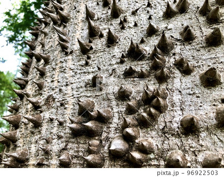 Tree trunk, Ceiba Speciosa, used in public parks and gardens 96922503