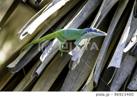 Cuban male lizard Allison's Anole Cuban male lizard Allison's Anole 96923400
