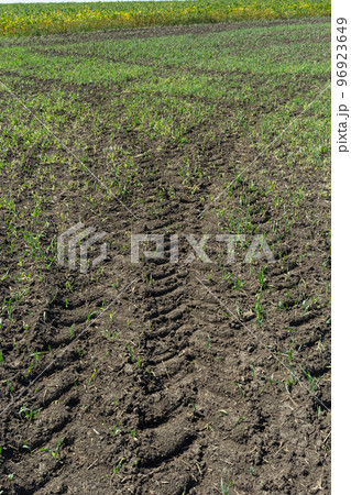 Deep tractor tire trail on a green grass in a field, Agriculture industry or work in a park concept 96923649