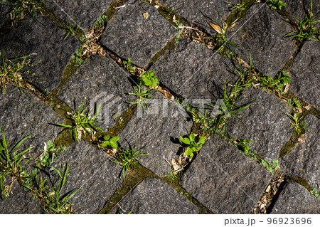 Cobblestone on the road with green grass. Background image on the theme of urban planning, vintage, travel Cobblestone on the road with green grass. Background image on the theme of urban planning, vintage, travel 96923696