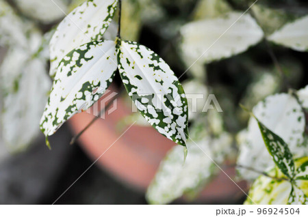 Dracaena surculosa Lindl, Gold dust dracaena or... - Stock Photo [96924504]  - PIXTA