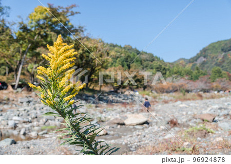 【オートキャンプ場沿いの道志川と紅葉】 96924878