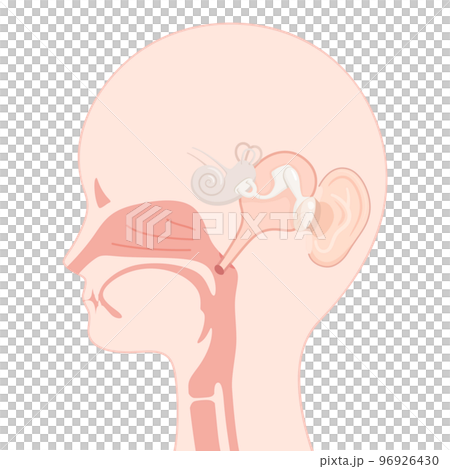 Illustration of adult ear canal _ sagittal section Illustration of adult ear canal _ sagittal section 96926430