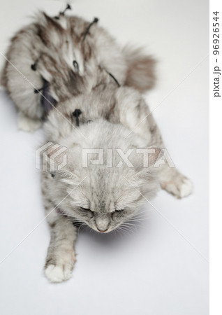 Veterinary clinic theme Veterinary clinic theme 96926544