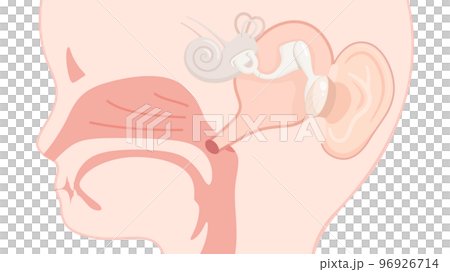 Illustration of a child's ear canal _ sagittal section _ up 96926714
