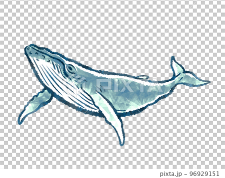 whale 96929151