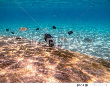 Surgeon fish or sohal tang fish (Acanthurus sohal) at the Red Sea coral reef.. Surgeon fish or sohal tang fish (Acanthurus sohal) at the Red Sea coral reef.. 96929229