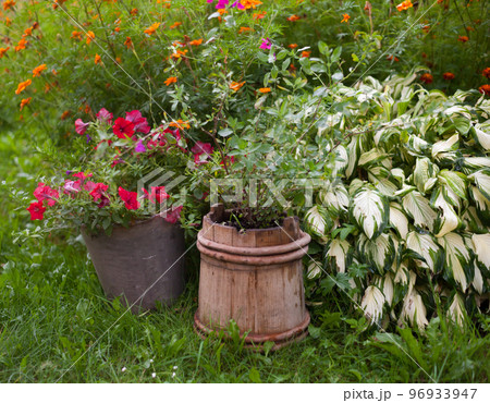 Petunia, hosta and marigold in the garden Petunia, hosta and marigold in the garden 96933947