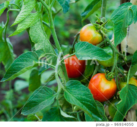 Growing the tomatoes. Growing the tomatoes. 96934050