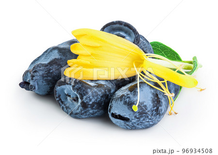 Fresh honeysuckle blue berry isolated on white background with full depth of field Fresh honeysuckle blue berry isolated on white background with full depth of field 96934508
