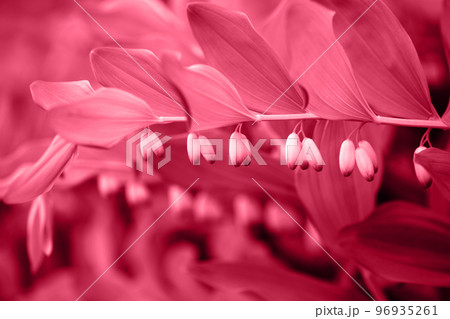 Polygonatum Viva Magenta toned color closeup. Viva magenta color of the year 2023. 96935261