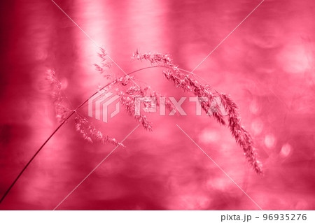 Trendy color of year 2023 Viva Magenta. Beautiful meadow grass Viva Magenta toned color on blurred background. Trendy color of year 2023 Viva Magenta. Beautiful meadow grass Viva Magenta toned color on blurred background. 96935276