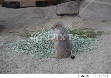 餌の藁の前で後ろ足で立つプレーリードッグがいる動物園の風景 96935793
