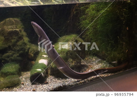 ウナギのいる水槽の風景 96935794