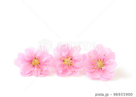 桃の花びら 桃の花びら 96935900