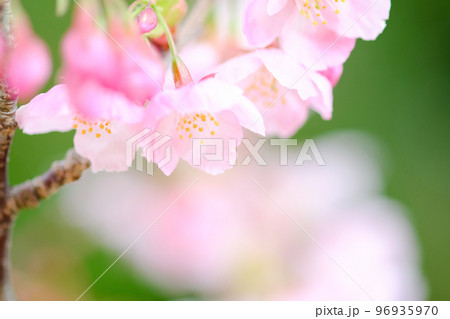 春イメージ 桜 春イメージ 桜 96935970