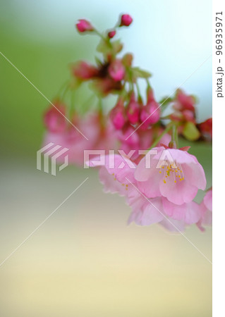 春イメージ　桜 96935971