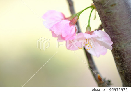 春イメージ　桜 96935972