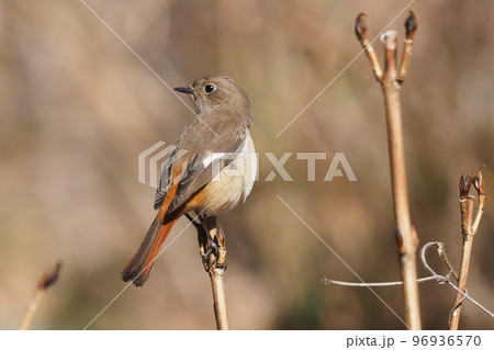 ジョウビタキ（メス） 96936570