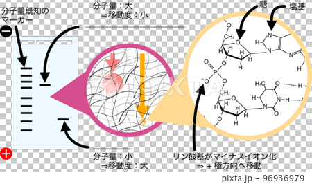 DNA電泳示意圖 96936979