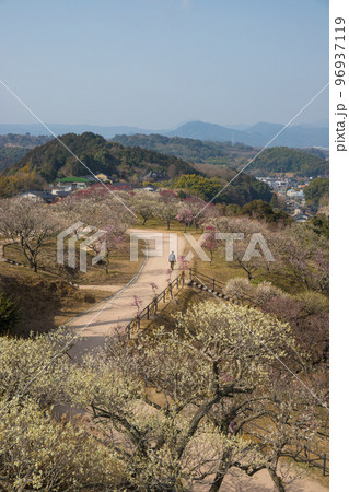嘉麻市梅林公園の梅(福岡県嘉麻市) 嘉麻市梅林公園の梅(福岡県嘉麻市) 96937119