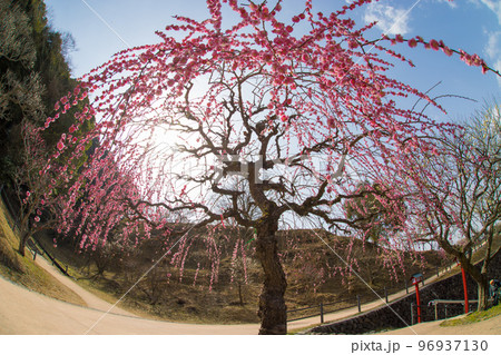 嘉麻市梅林公園の梅（福岡県嘉麻市） 96937130
