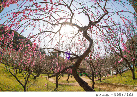 嘉麻市梅林公園の梅(福岡県嘉麻市) 嘉麻市梅林公園の梅(福岡県嘉麻市) 96937132