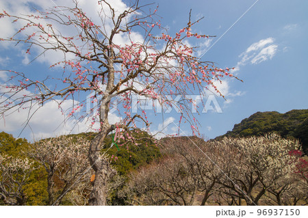 嘉麻市梅林公園の梅（福岡県嘉麻市） 96937150