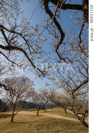 嘉麻市梅林公園の梅（福岡県嘉麻市） 96937156