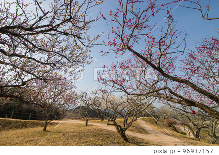 嘉麻市梅林公園の梅（福岡県嘉麻市） 96937157