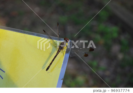 黄色い看板にとまっているトンボ 96937774