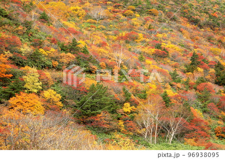 福島県二本松市 安達太良山登山道のくろがね小屋付近から鉄山斜面に広がる紅葉の景色 福島県二本松市 安達太良山登山道のくろがね小屋付近から鉄山斜面に広がる紅葉の景色 96938095