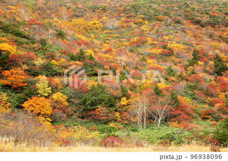 福島県二本松市 安達太良山登山道のくろがね小屋付近から鉄山斜面に広がる紅葉の景色 福島県二本松市 安達太良山登山道のくろがね小屋付近から鉄山斜面に広がる紅葉の景色 96938096
