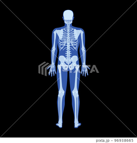 X-Ray Skeleton Human body - hands, legs, chests, heads, vertebrae, pelvis, Bones adult people roentgen back view. 3D 96938665