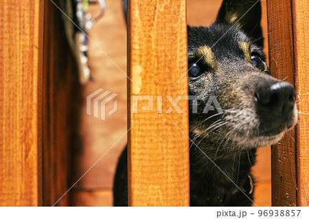 主を見つめる犬 主を見つめる犬 96938857