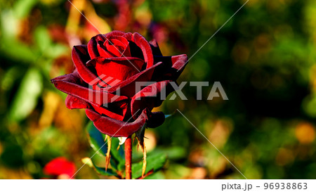Red rose of the black magic family on a warm sunny day.  96938863