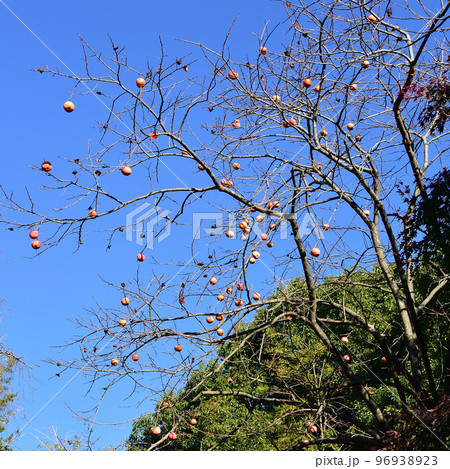 柿、戸定ヶ丘歴史公園 96938923