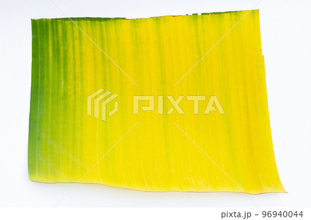 Yellow green banana leaf on white background. 96940044