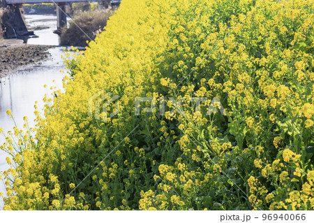 小川沿いの菜の花 96940066