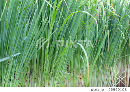 Lemongrass clump in the garden 96940108