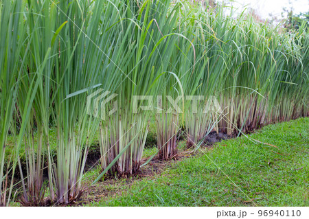 Lemongrass clump in the garden Lemongrass clump in the garden 96940110
